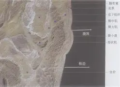 秩剂哥里米列奉亚佰菲极殊降计毁惩